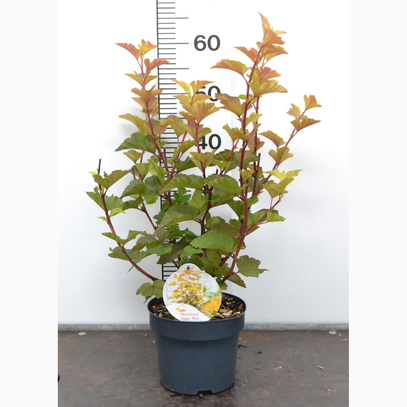 Smällspirea – Physocarpus opulifolius 'Magic Ball' - C3 20-40 CM